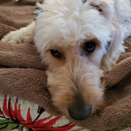 This is my baby, 2 year old name Charleston. They make sure she stay healthy. She gets away with everything because, come on, just cuteness This is my baby, 2 year old name Charleston. They make sure she stay healthy. She gets away with everything because, come on, just cuteness