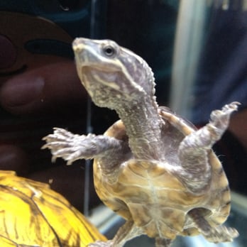 Bob's Tropical Fish - CUTE musk turtle - Local Fish Stores Near Me - Los Angeles, California Bob's Tropical Fish - CUTE musk turtle - Local Fish Stores Near Me - Los Angeles, California
