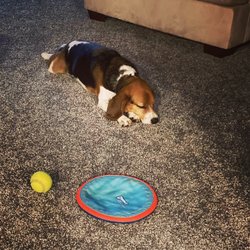 FurEver Bond - Betsy tired out from play during her visit.