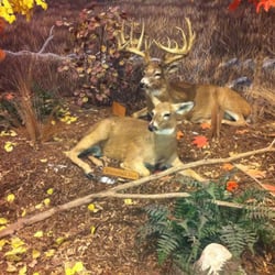 Cabela's - Awesome mounts look real.