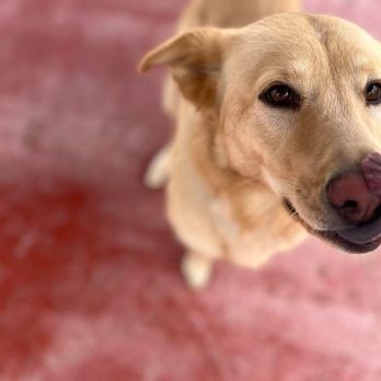 Buddies Boarding and Pet Sitting - Pet Groomers Near Me - Jacksonville, North Carolina Buddies Boarding and Pet Sitting - Pet Groomers Near Me - Jacksonville, North Carolina