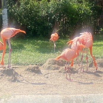 Zoo Miami - Zoos Near Me - Miami, Florida Zoo Miami - Zoos Near Me - Miami, Florida
