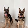 Photo of Dog Boot Camp & House Calls by Zeddicus
