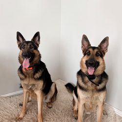 Dog Boot Camp & House Calls by Zeddicus