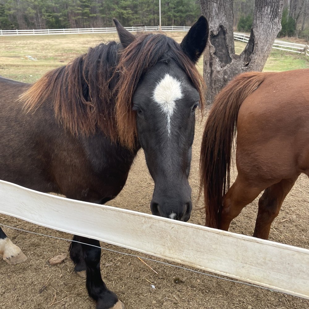 Spring Haven Farm - Farms Near Me - Chapel Hill, North Carolina