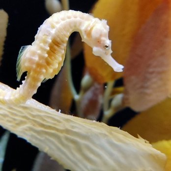 Shedd Aquarium - Aquariums Near Me - Chicago, Illinois