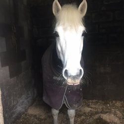 Moycullen Riding Centre