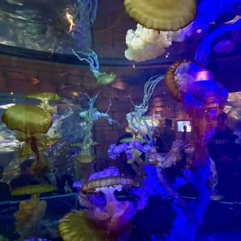 Shark Reef Aquarium at Mandalay Bay - Aquariums Near Me - Las Vegas, Nevada
