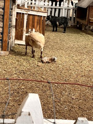Riley's Farm by null