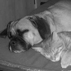 Five Paw Pet Care
