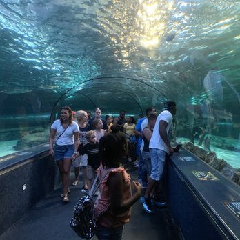 Ripley's Mirror Maze - Tunnel - Aquariums Near Me - Myrtle Beach, South Carolina Ripley's Mirror Maze - Tunnel - Aquariums Near Me - Myrtle Beach, South Carolina