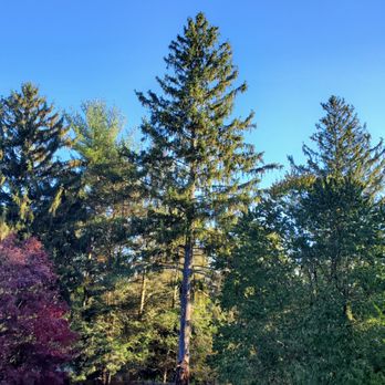 Westland Tree Service - Another very tall tree in a different area - Tree Services Near Me - Hartsdale, New York Westland Tree Service - Another very tall tree in a different area - Tree Services Near Me - Hartsdale, New York