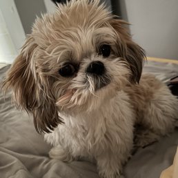 Before - SOOOO Darn Cute!! - A small, fluffy dog with cream and brown fur is positioned on a bed, facing the camera. The dog has large, dark eyes, a black nose, and slightly tousled fur, giving it a curious and attentive appearance. The background includes a gray wall and some household items, indicating an indoor setting.