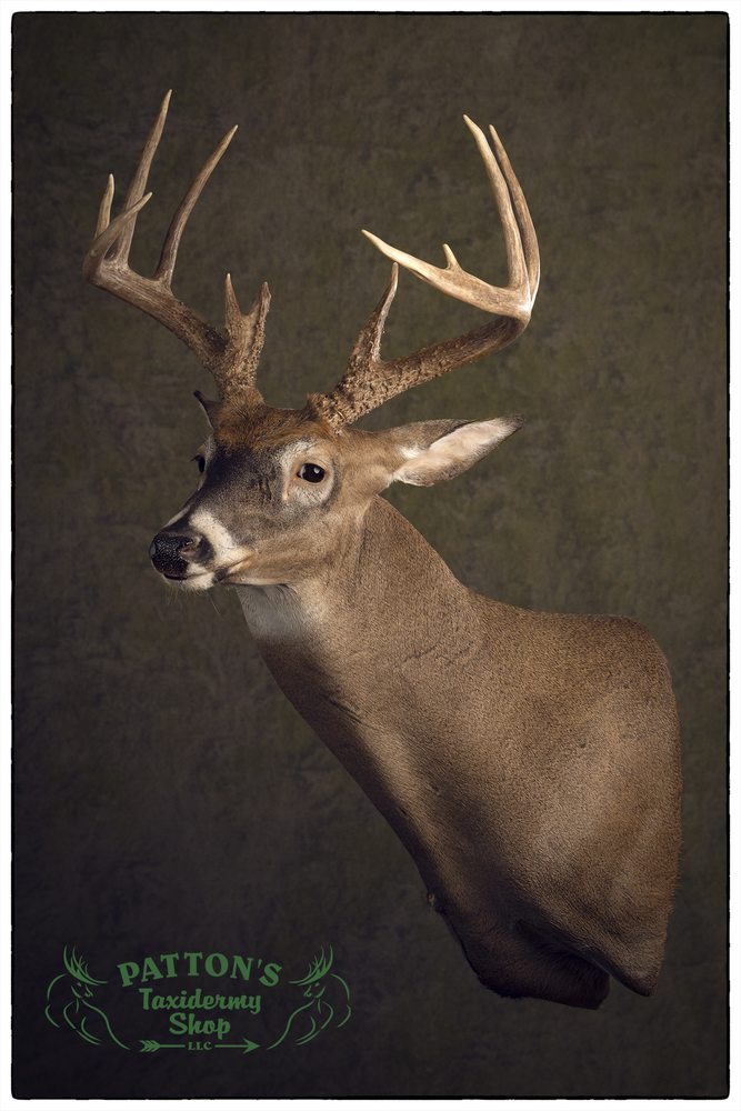 Patton’s Taxidermy Shop - taxidermy in Morrow, OH