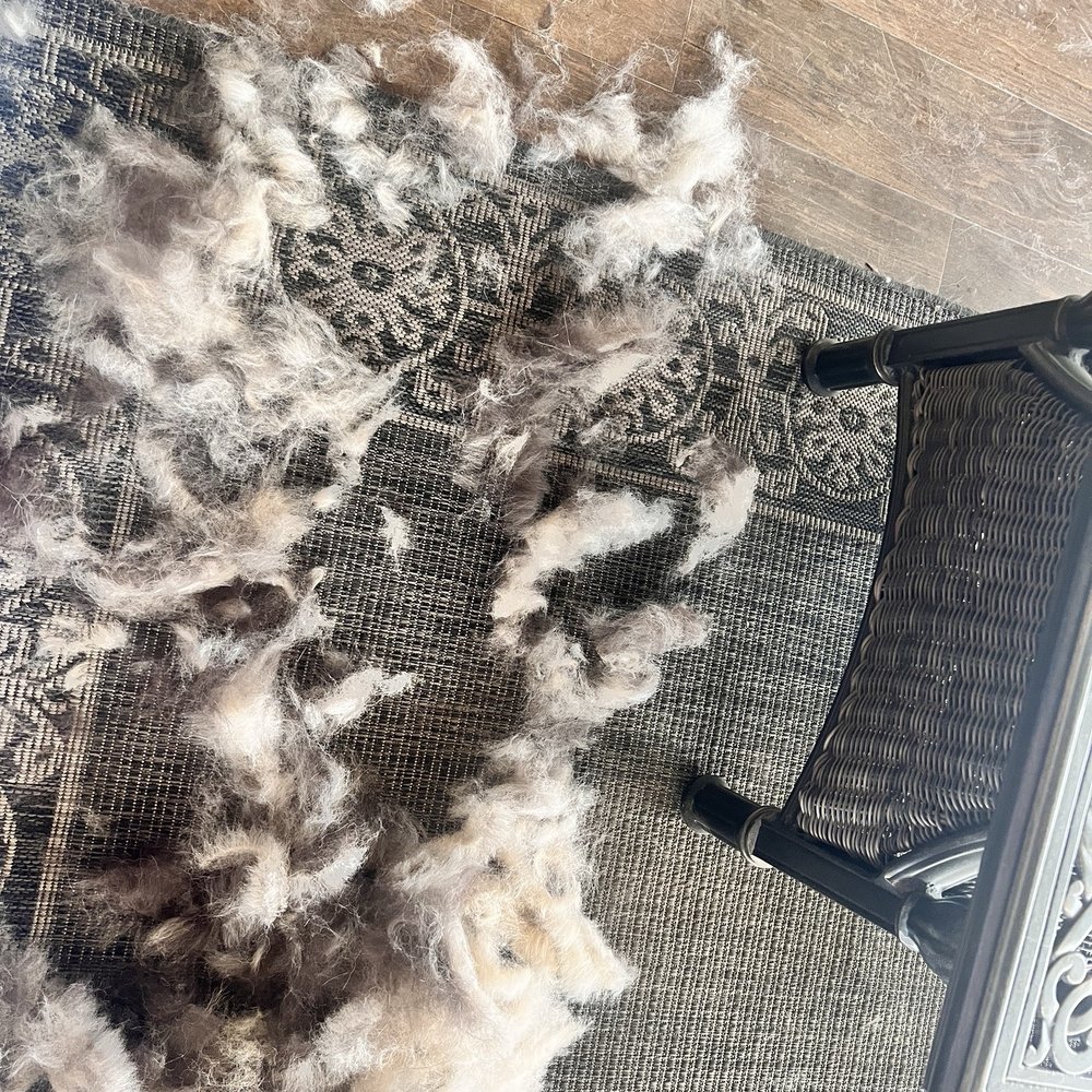 PetSuites Cypress - DO NOT TRUST THEM TO GROOM YOUR DOG. This is the same day she was supposedly Furminated - Pet Training Near Me - Houston, Texas PetSuites Cypress - DO NOT TRUST THEM TO GROOM YOUR DOG. This is the same day she was supposedly Furminated - Pet Training Near Me - Houston, Texas