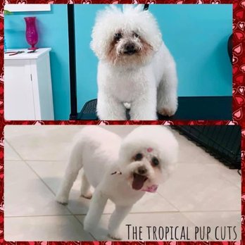 The Tropical Pup Cuts - Pet Groomers Near Me The Tropical Pup Cuts - Pet Groomers Near Me