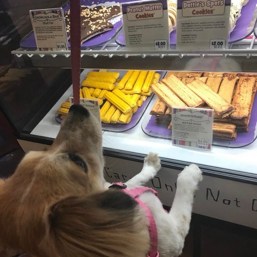 Three Dog Bakery - Photo from 2016 in memory of Daisy - Pet Stores Near Me - Las Vegas, Nevada Three Dog Bakery - Photo from 2016 in memory of Daisy - Pet Stores Near Me - Las Vegas, Nevada