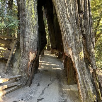 Shrine Drive Thru Tree - Landmarks & Historical Buildings Near Me - Meyers Flat, California Shrine Drive Thru Tree - Landmarks & Historical Buildings Near Me - Meyers Flat, California