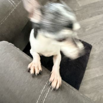 Tails A Waggin - Nails after service - Pet Groomers Near Me - Henderson, Nevada
