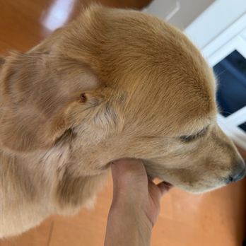 Eagle Mobile Pet Grooming - Pet Groomers Near Me