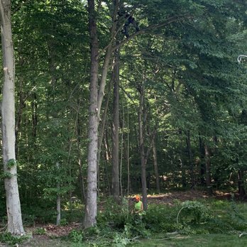 Mansfield Tree Service - Tree climbing. - Tree Services Near Me - Ashford, Connecticut Mansfield Tree Service - Tree climbing. - Tree Services Near Me - Ashford, Connecticut