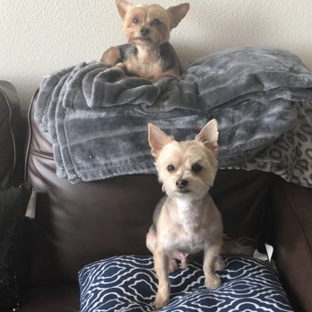 LaPawz - Pet Groomers Near Me - Plano, Texas LaPawz - Pet Groomers Near Me - Plano, Texas