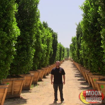 Moon Valley Nurseries - Nurseries & Gardening Near Me - Surprise, Arizona