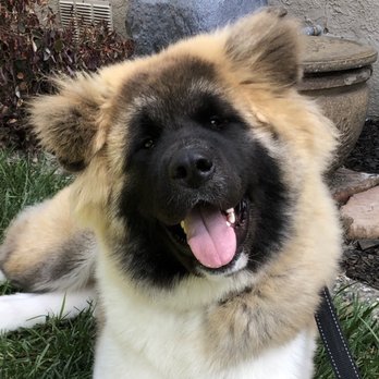 Sidetrack Bar + Grill - Coconut the lunch buddy dog - American Near Me - Pleasanton, California