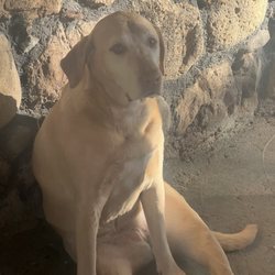 Carson River Resort - One of the pups