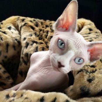 Hollywood Sphynx - Pet Services Near Me Hollywood Sphynx - Pet Services Near Me