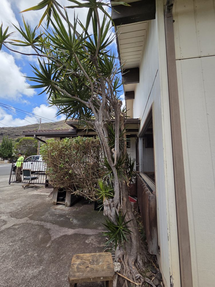 Impact Trees and Landscaping  - tree service in Honolulu, HI