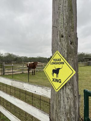 Longhorn Cattle Company by null