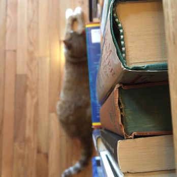 Voyageur Book Shop - Kitty guarding the heat register - Bookstores Near Me - Milwaukee, Wisconsin