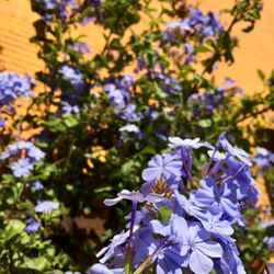 Vivero de Playas