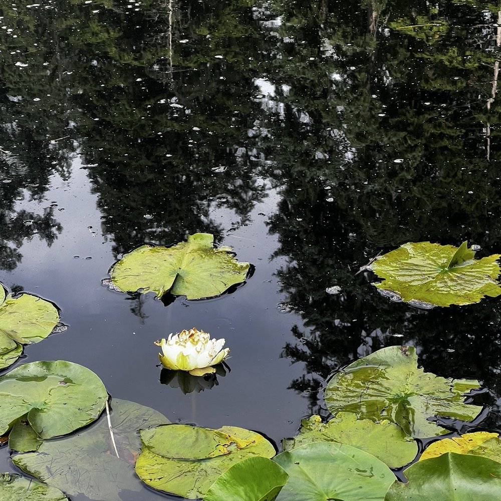Beaver Lake - Parks Near Me - Vancouver, British Columbia