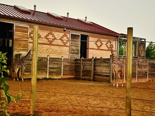 Houston Zoo by null