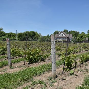 Sandbanks Winery - Wineries Near Me - Wellington, Ontario Sandbanks Winery - Wineries Near Me - Wellington, Ontario