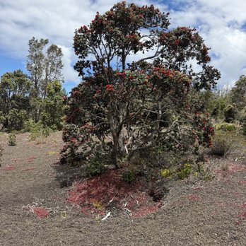 Devastation Trail - Hiking Near Me - Mountain View, Hawaii