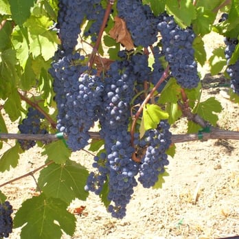 J. Rickards Winery - Wine Tasting Room Near Me - Cloverdale, California