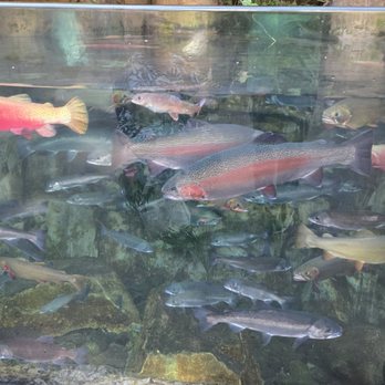 Downtown Aquarium - Museums Near Me - Denver, Colorado Downtown Aquarium - Museums Near Me - Denver, Colorado