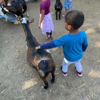 Sarasota Jungle Gardens - Goat petting - Zoos Near Me - Sarasota, Florida Sarasota Jungle Gardens - Goat petting - Zoos Near Me - Sarasota, Florida