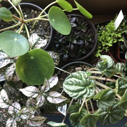 My sweet haul! I think I bought at least 8 different plants this trip. My sweet haul! I think I bought at least 8 different plants this trip.
