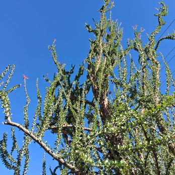 Moorten Botanical Garden - Nurseries & Gardening Near Me - Palm Springs, California Moorten Botanical Garden - Nurseries & Gardening Near Me - Palm Springs, California
