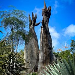 San Diego Botanical Garden Gala: A Stroll Around The World - Finger plant