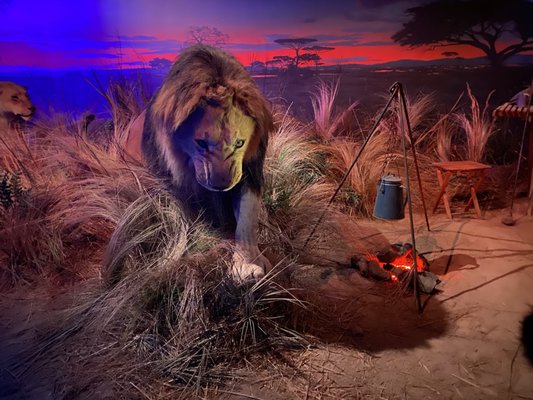 Wonders Of Wildlife National Museum & Aquarium by null