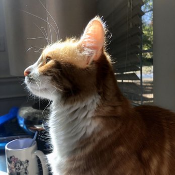 Planned PEThood - Willow three days before death. - Veterinarians Near Me - Duluth, Georgia