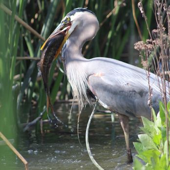 San Joaquin Marsh Wildlife Sanctuary - Hunting - Parks Near Me - Irvine, California San Joaquin Marsh Wildlife Sanctuary - Hunting - Parks Near Me - Irvine, California