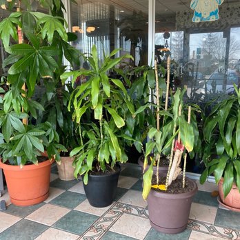 Peking Garden Buffet - a variety of potted plants - Buffets Near Me - North Dartmouth, Massachusetts