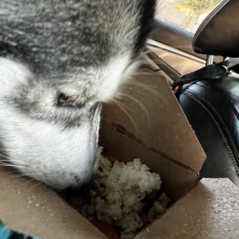 Taroko Asian Tapas Bar - Our puppy is indulging their special chicken stir fry! - Asian Fusion Near Me - Grants Pass, Oregon Taroko Asian Tapas Bar - Our puppy is indulging their special chicken stir fry! - Asian Fusion Near Me - Grants Pass, Oregon