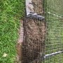 Photo of Critter Gitters Pro